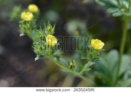 Sulphur Cinquefoil Yellow Flower - Latin Name - Potentilla Recta