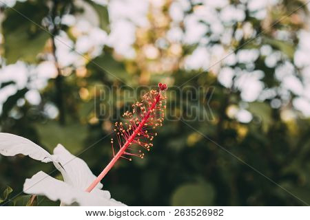 Macro View Of Hibiscus White Flower Stamen And Pistil With Selective Focus. Close Up View Of White H