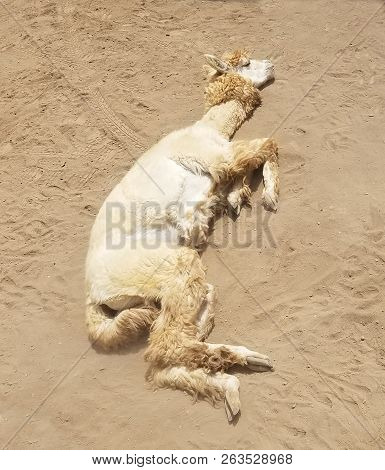 Lama Bathing In Dust In A Farm In Peru, South America