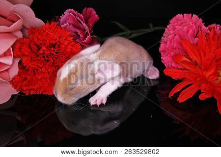 Cute Bunny Baby Rabbit Lop Kit. New Born Bunnies.