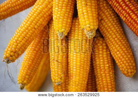 Cobs Of Corn Drying In The Open Air. Connected With Each Other Glumes.