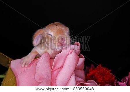 Cute Bunny Baby Rabbit Lop Kit. New Born Bunnies.