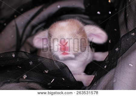 Cute Bunny Baby Rabbit Lop Kit. New Born Bunnies.