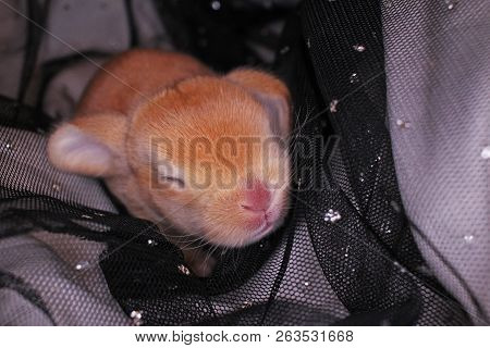 Cute Bunny Baby Rabbit Lop Kit. New Born Bunnies.