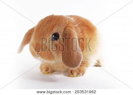 Cute Bunny Baby Rabbit Lop Kit. New Born Bunnies.