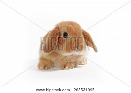 Cute Bunny Baby Rabbit Lop Kit. New Born Bunnies.
