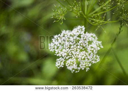 Close-up White Flowers Of Blossoming Ground Elder (aegopodium Podagraria)