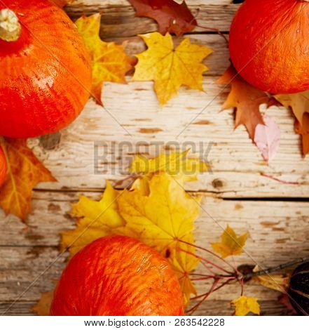 topdown Autumn background with pumpkins overhead view with copy space