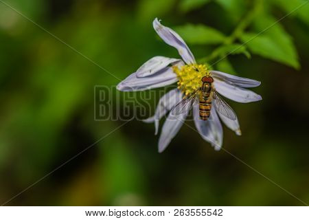 Small Hover Fly Gathering Nectar From White And Yellow Daisy.
