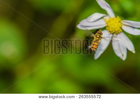Closeup Of Small Hover Fly In Midair Flying Toward White And Yellow Daisy With Blurred Green Backgro