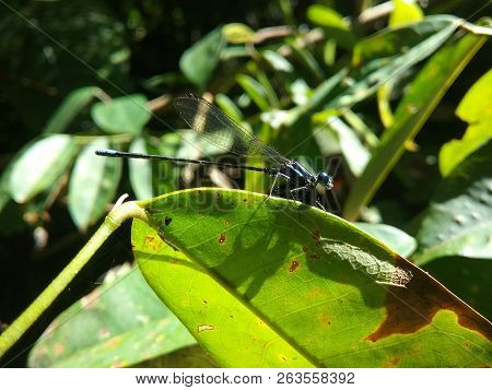 Blue Dragon-fly Waiting On A Green Leaf
