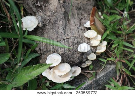 The Fungus Grows On The Tree Trunk, The Color Is White