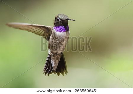 Black-chinned Hummingbird With Throat Aglow While Hovering In Flight