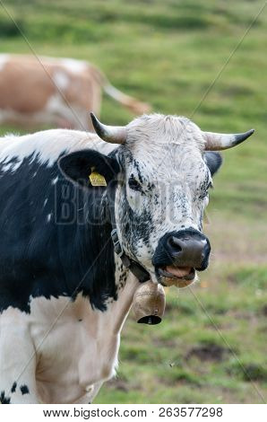 A Witrik Cow In The Italian Dolomites Wearing A Traditional Cowbell