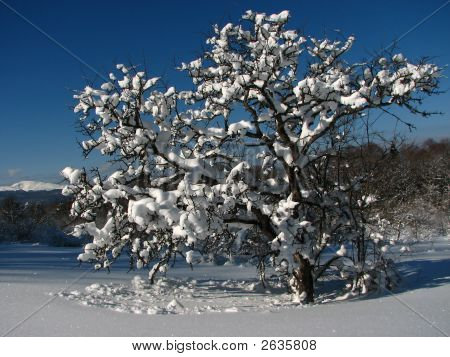 ein schneebedecktes Baum