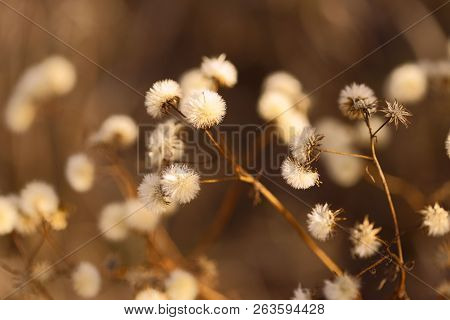 The Concept Of Nature. Image Branches With Dry White Fluff. Autumn Theme. Forest. Abstraction. Cropp