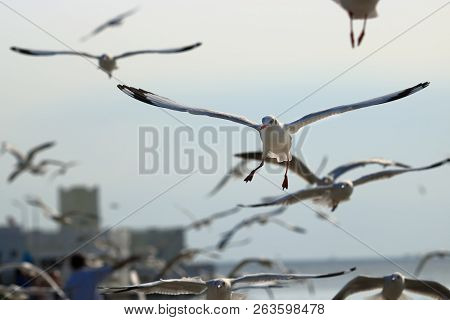 Flock Of Seagulls Flying In The Sky ( Science Name Is Charadriiformes Laridae ). Selective Focus And