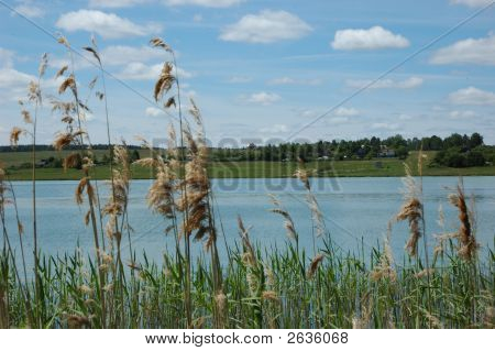 Pohled na řeku prostřednictvím Reed