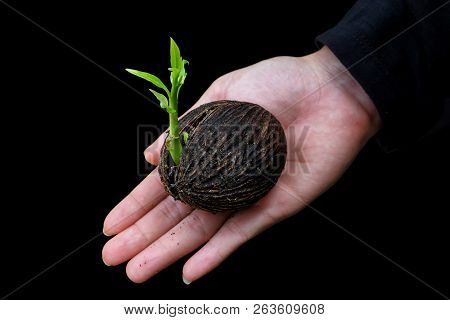 Plant Seed Growing Ing The Lady Hand On Isolated Black Background.