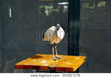 Ibis Bird On Table - Sydney - Australia