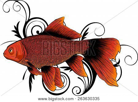 Red Drum, Redfish. Vector Illustration With Refined Details