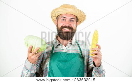 Farmer Straw Hat Hold Corncob Cabbage Vegetable. Fresh Organic Vegetable Harvest. Man Bearded Presen