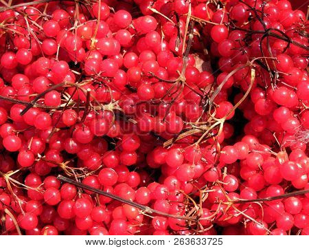 Still Life With Crop Of Many Ripe Bunches Of Viburnum Berries As Background Horizontal View Close Up