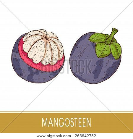 Mangosteen. Tropical Fruit. Sketch. Color Pattern. Set