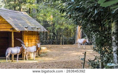 Two Gazelles With Long Horns And One In The Background In A Forest Landscape