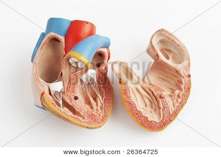 anatomisk korrekt model af det menneskelige hjerte med hjertekamrene og store fartøjer
