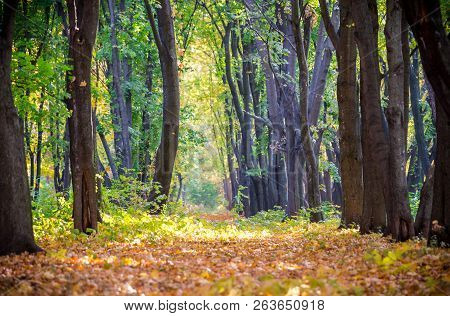 Alley On The Autumn Forest With Golden Falling Leaves, Outdoor Tranqil Background