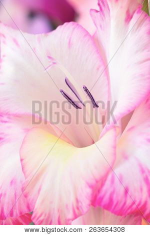 Background Of Mix Gladiolus Flowers, Macro, Close Up