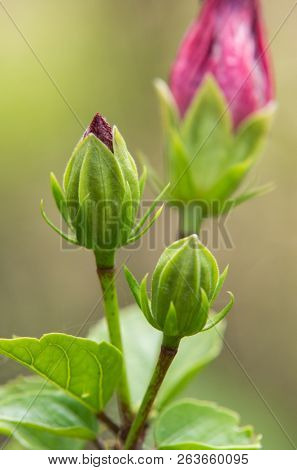 Hibiscus flower clse up view with blurred background