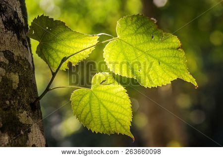 Textures and light on vegetation and foliage