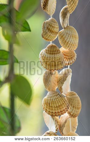 Seashells hanging on a string over a blurred outdoors green background