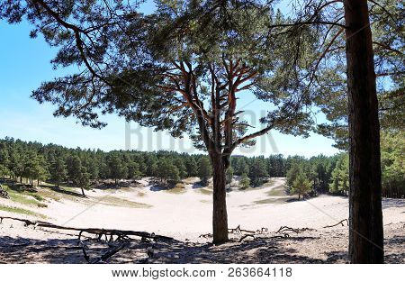Sandy Crater In A Pine Forest Summer Sun
