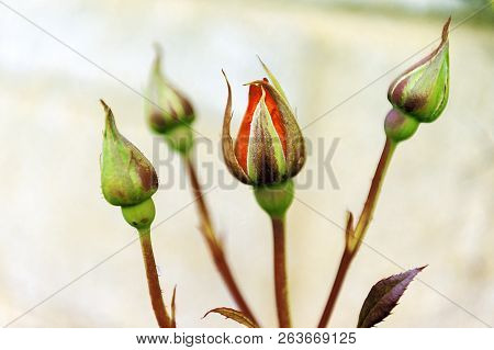 Fresh Rose - Black Baccara - Natural Scenery