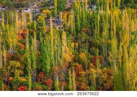 Colorful Trees In Autumn. Karimabad, Hunza Valley, Gilgit-baltistan, Pakistan.