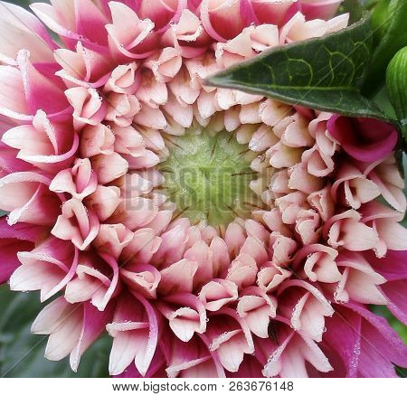 Pink And White Dahlia Called Fuzzy Wuzzy With Green Leaf