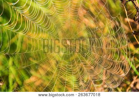 Garden Spider Or Argiope Aurantia In Its Net