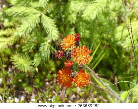 Orange Hawkweed Flower With Orange Blossom In The Forest