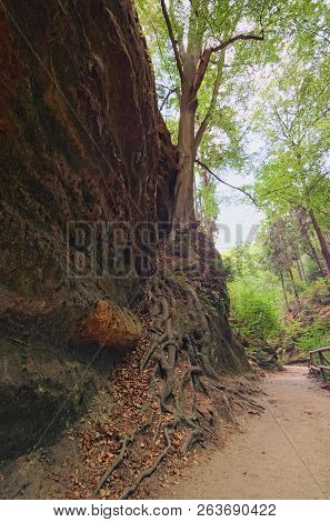 Narrow Hiking Trail In The Forest. Way To The Falcon's Nest And Pravcice Gate.  Famous Hiking Trail 