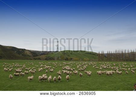 Schaf-Farm New zealand