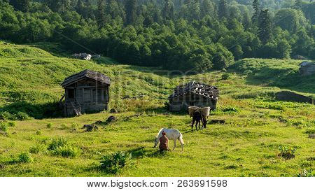 Artvin, Turkey - July 2018: An Unidentified Woman Walks With Her Horse In Gorgit Highland In Blackse