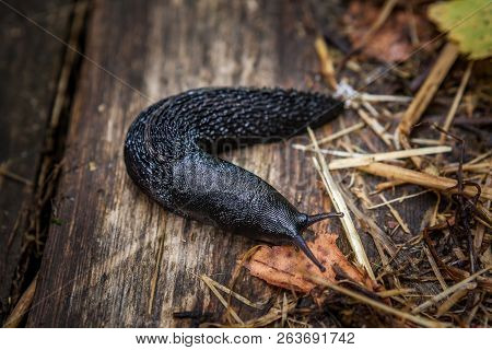 Black Slug - Arion Lusitanicus Vulgaris - Crawling On The Old Wooden Flooring On The Border Of The F