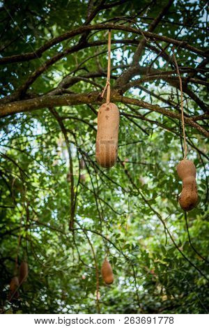 Sausage Tree Fruit - Kigelia Africana Plant