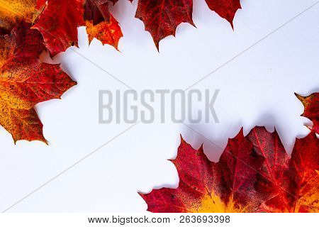 Red And Orange Autumn Leaves On A White Background, With Copy Space