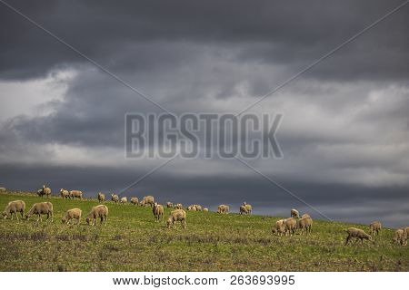 Dramatic Stormy Clouds Over Green Farm Fields With Sheep Grazing.