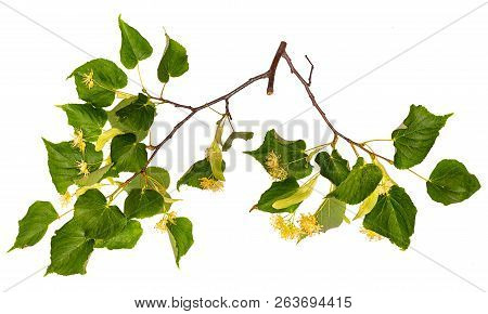Linden Branch Isolated On White. Flowers And Leaves Linden.