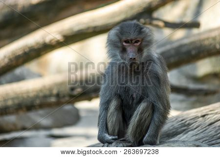 Portrait Of A Sad Monkey Sitting Alone On The  Tree In The Forest